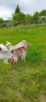 Nabízím anglonubíjska koza a kozlík oba bezrohý. - 8