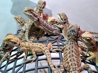 Agama vousatá České Budějovice - 8