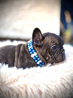 Francouzský buldoček - 8