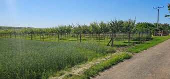 Švestkový sad 1842m (15,65x122,6) - 8