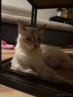 Ragdoll koťátka bez PP - 8