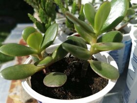 Sukulenty. kaktusy, tlustice, sansevierie, pokojové rostliny - 8