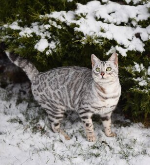 Bengálská koťátka s PP - 8