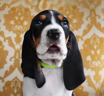 Štěně fenka  s PP ihned k odběru - 8