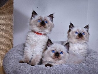 Ragdoll koťata s PP FIFe - 8