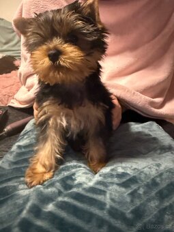 Štěně Jorkšírský teriér - 8