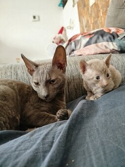 Cornish rex koťátka bez PP - 8
