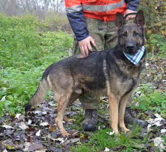 RENE K ADOPCI - 4 ROKY,KAMARÁDSKÝ,ZVĚDAVÝ,HRAVÝ - 8