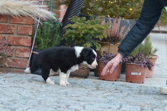 Border Collie - černobílý pejsek s PP - 8