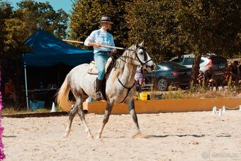 Lusitano - exkluzivní valach - 8