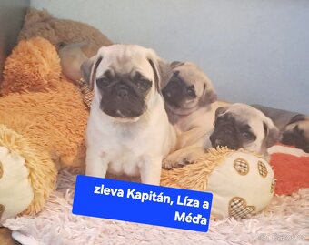 Mops - 8