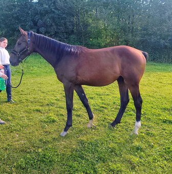 Mladý valach ČT - 8