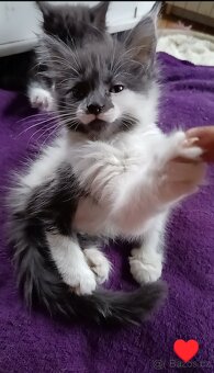 Koťata mainská mívalý - 8