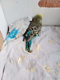 Andulka vlnkovaná - 8