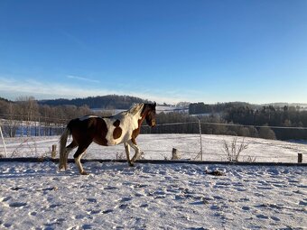 Klisna hnědý strakoš - 8