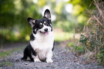 Welsh corgi pembroke s PP - 8