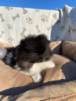 Pomeranian, špic, oranžový špic, pomik - 8