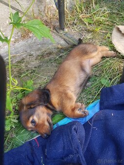Šťěňátka Jezevčíka trpasličí/kraličí dlouhosrstá - 8