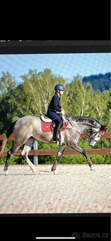 Prodám klisnu Cornet de lux 4 letá - 8
