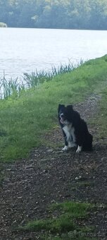 Krytí pes Border kolie - 8