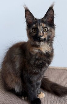 Mainska myvali kotata s PP - 8