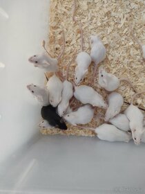 Myši a potkani - 8