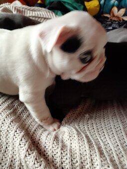 Francouzský buldoček štěňata - 8