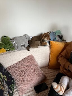 Štěňátko Shiba inu s PP - 8