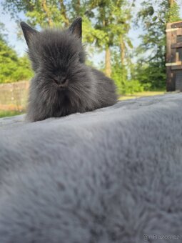 Teddy - 8