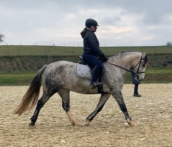 Welsh pony B - 8