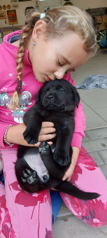 Labrador štěňata s PP - 8