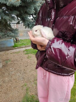 Zakrslý králík - 8