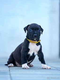 American bully xl, pitbull xxl - 8