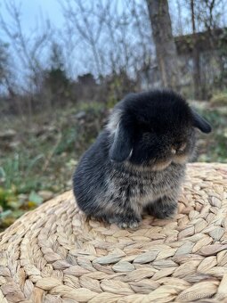 Minilop - zakrslý beránek - 8