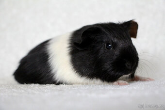 Krátkosrsté morče, morčátko, morčata s PP - 8