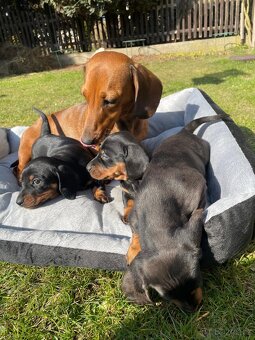 Krátkosrstý jezevčik - 8