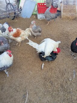 Vejce do líhně -50 kusů - 8