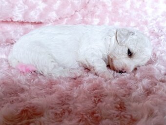 Bišonek - Bichon á poil Frisé - 8