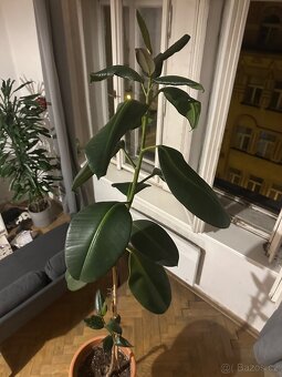 Fikus Elastica - cca 180 cm, včetně květináče - 8