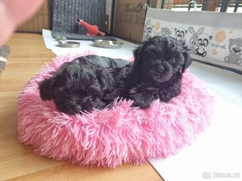 🐾 Ruská barevná bolonka – štěňátka s PP-k odběru - 8