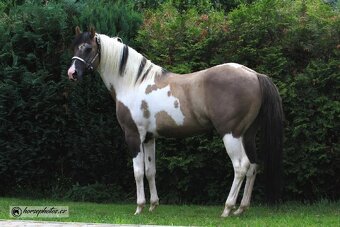 Připouštění HOMOZYGOTNÍM hřebcem APHA - 8