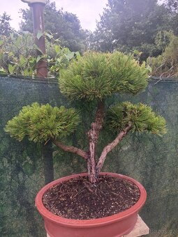 Bonsaj,Bonsai - 8