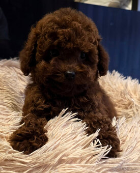 pudel 100% toy Red Braun - 8