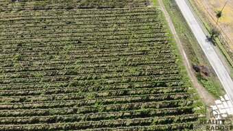 Prodej vinohradu 11340 m2 Čejkovice, Vinohrad 11340 m2 Čejk - 8