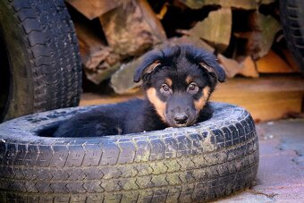 Australských ovčák s PP - 8