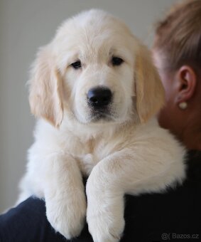 Zlatý Retrívr - 8