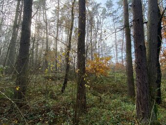 Lesní pozemek Chářovice - 8