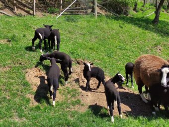 Na prodej: 4 beránky plemene Zwartbles - 8
