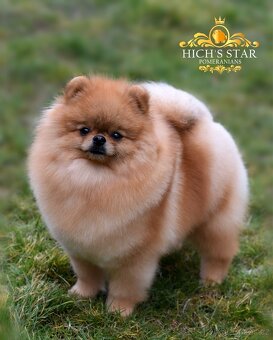 Pomeranian s PP FCI - 8