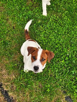 Jack Russell terier pejsek s rodokmenem - 8